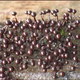 Image for article titled The Bizarre Collective Consciousness of Slime Mold